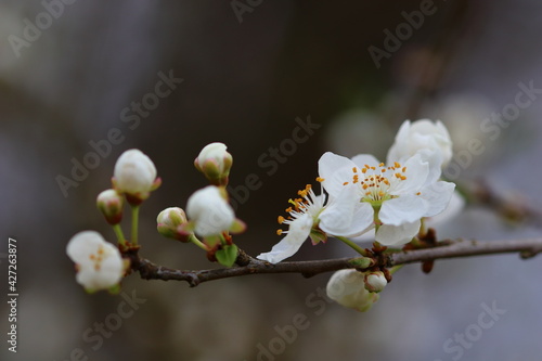 close up of blooms on a cherry tree