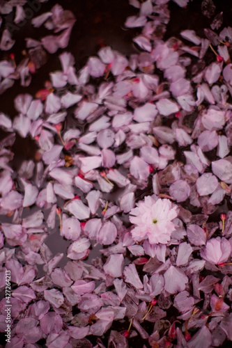 Puddle with pink sacura petals