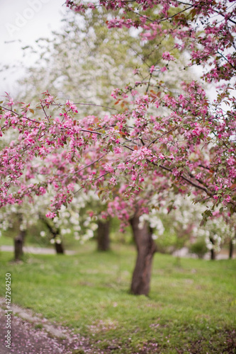 Pink blooming sacura tree in park