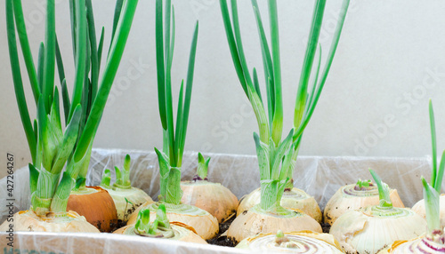 Fresh green onion sprouts on the balcony