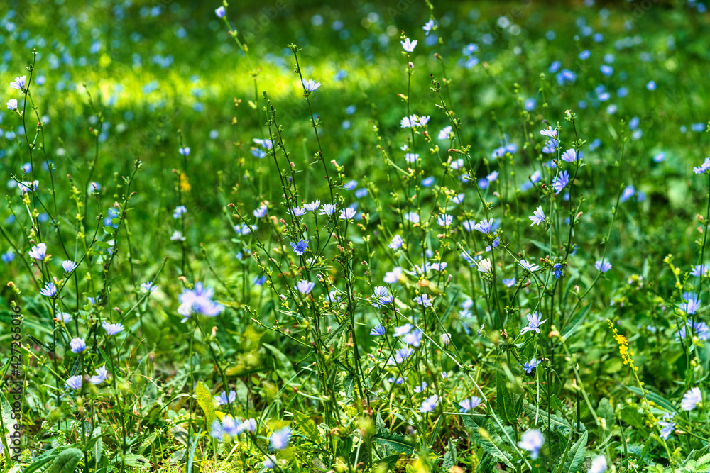 Blue flowers of Chicory ordinary (lat. Chicory common).