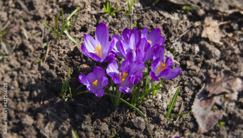 Crocus with purple petals on a blurred background of the earth. Spring sunny day in the garden. Close-up. Selective focus with copy space.