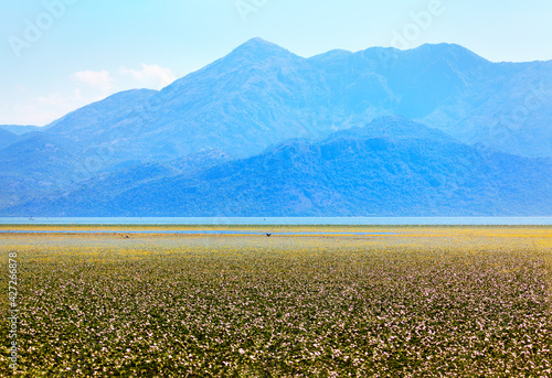 Lake Skadar Albania and Balkans mountains view . Swamp vegetation surface . Skadar Lake National Park in Albania and Montenegro