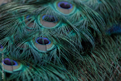 peacock feather closeup photo