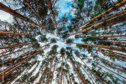 Bottom view of the trees. Pine forest background. Green foliage against blue sky. Wide angle photo.