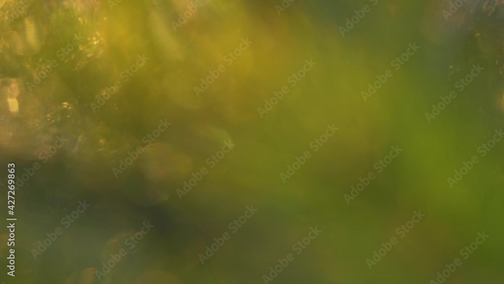 Beautiful sunny golden and green blurry video bokeh background of defocused green trees with magic soft sparkling sunset back sunlight Beautiful sunny golden and green blurry video bokeh background of defocused green trees with magic soft sparkling sunset back sunlight