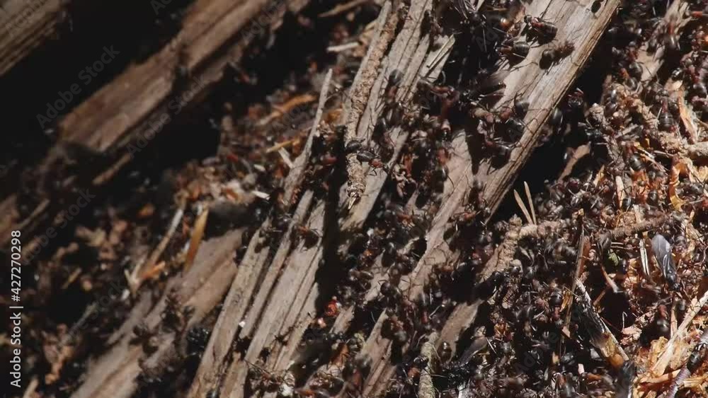 Close up of of red wood ants befor mating flight Close up of of red wood ants befor mating flight