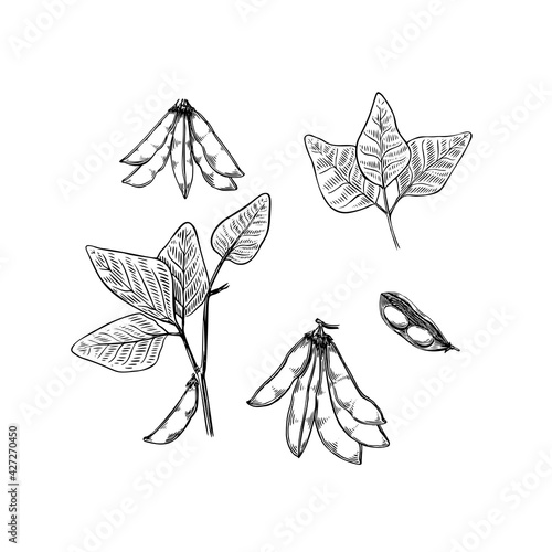 Green soya plant bean sketch in vintage style on black background. Vintage nature illustration. Vector hand drawn illustration. Nature line art.