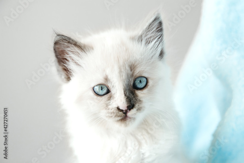 Cute White kitten with blue eyes portrait. Cat kid animal with interested, question facial face expression. Small white kitten on white background