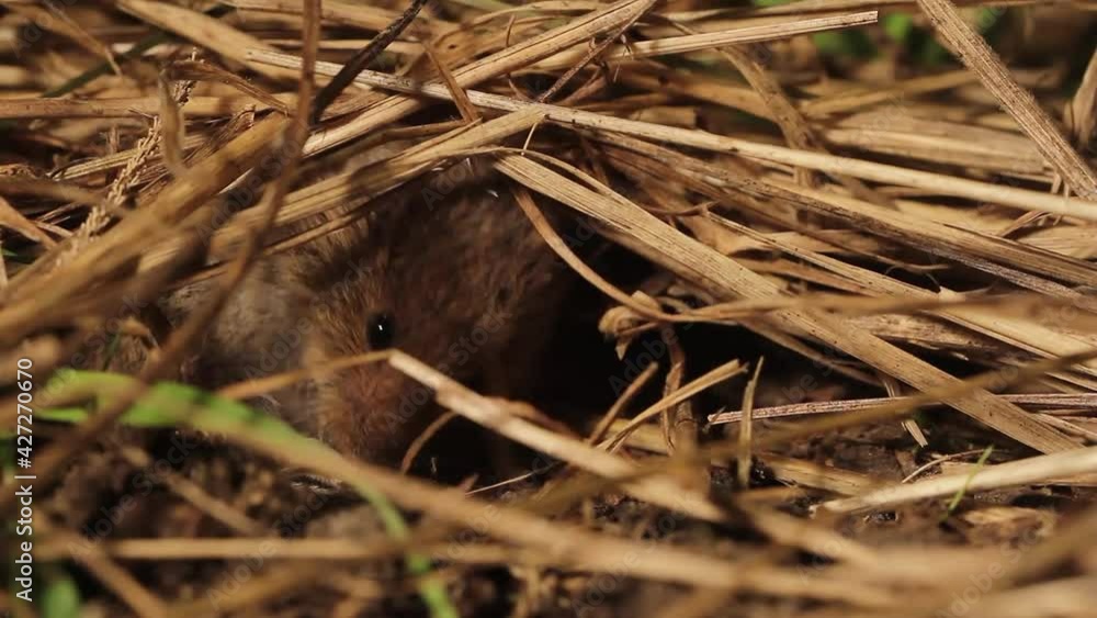 Common vole hiding in hay Common vole hiding in hay