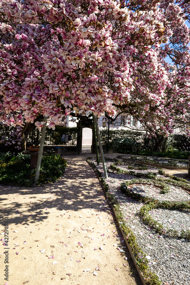 Wunderschöner Baum mit Magnolienblüten in einem garten