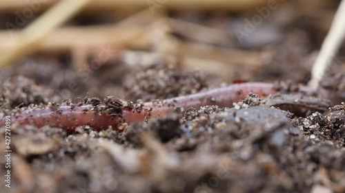 Extreme closeup of a common European earthworm