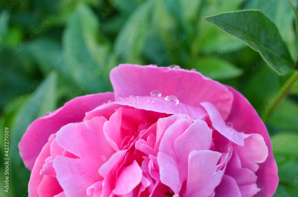 Fototapeta premium Big pink peony on background of green leaves with copy space. Pink peony flower with bright juicy leaves. Peony with dew drops in the summer garden. Beautiful pink flower on green background.