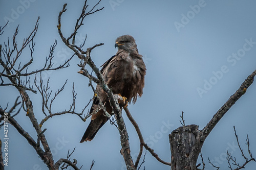 Sitting kite