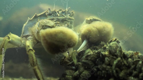Detail of a male Chinese mitten crab feeding on mussels