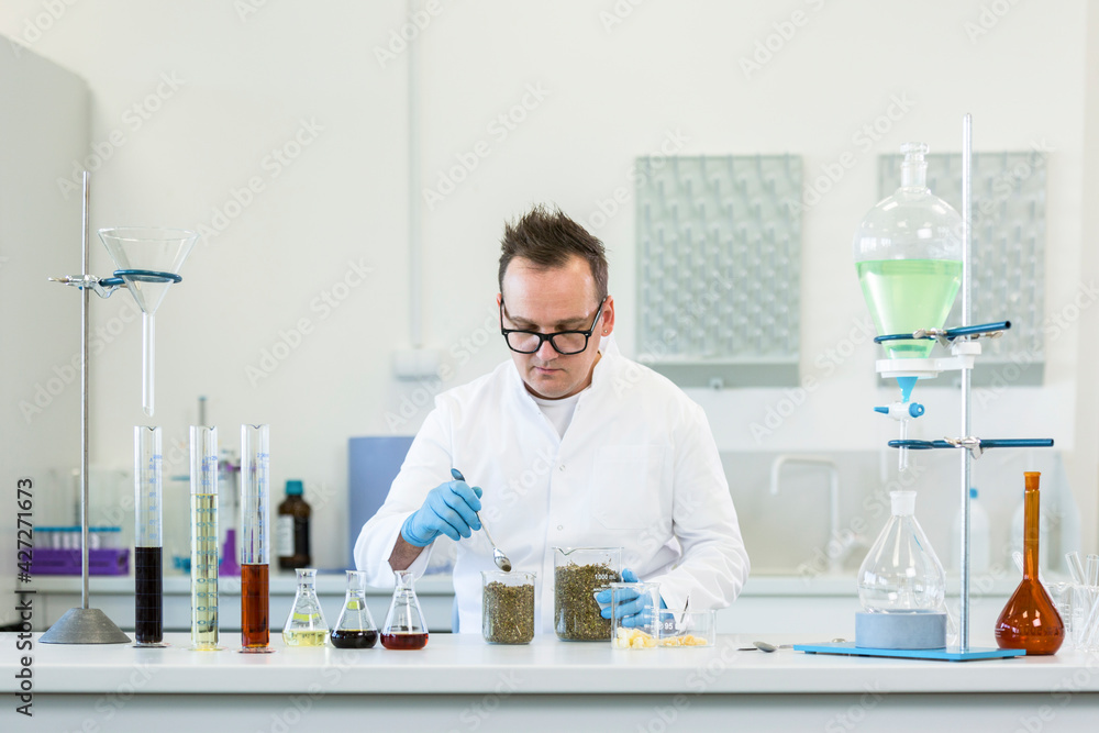 Fototapeta premium Scientist spilling hemp out of laboratory spoon