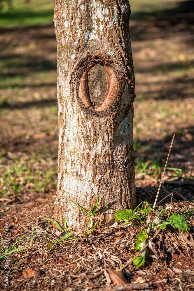 Erotic nature. Amazing and curious tree. Erotic nature. Amazing and curious tree.