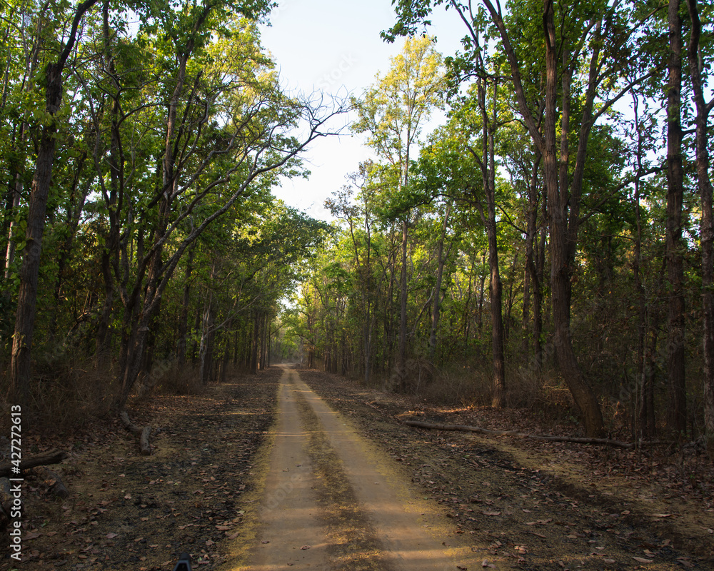 Fototapeta premium A path in the woods through a canopy of trees.
