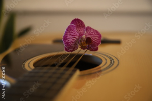 kwiat Piękna gitara akustyczna gryf drewno struny gitarzysta