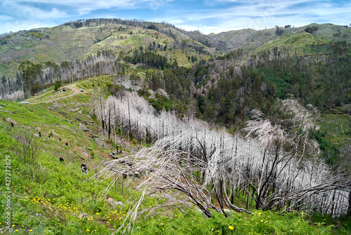 funchal ecological park landscape white trees photo