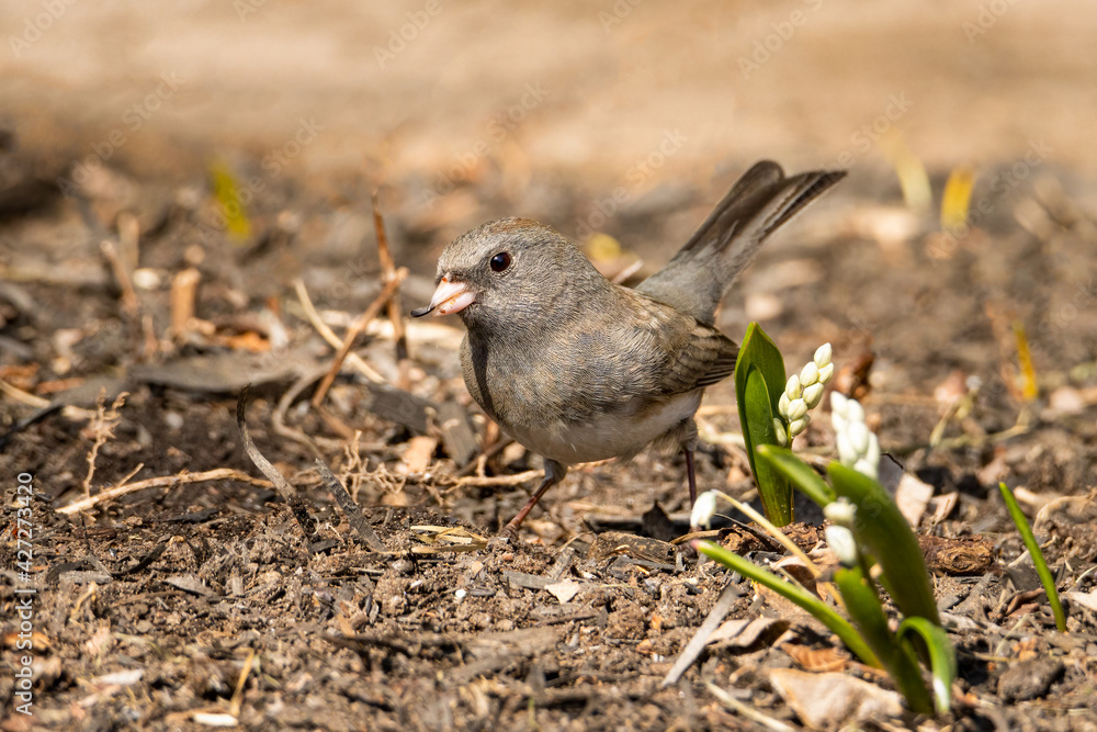 Fototapeta premium Dark-eyed Junco looking for food on a spring morning