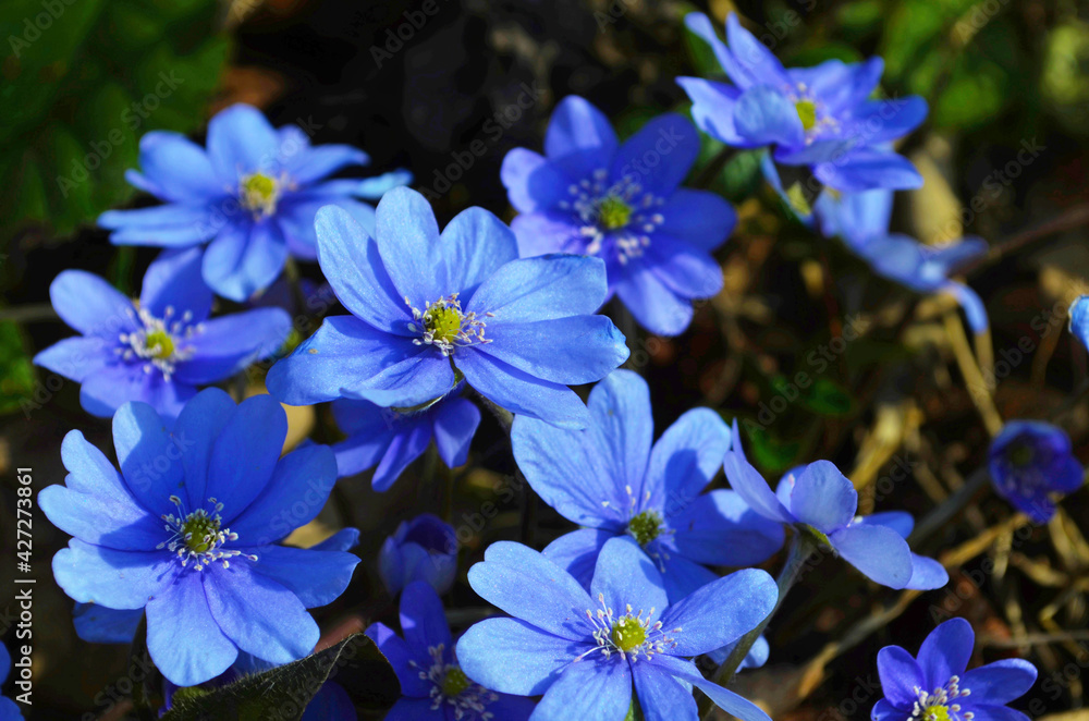 Ταπετσαρία Hepatica nobilis - Common Hepatica, liverwort, kidneywort, pennywort, Anemone he
