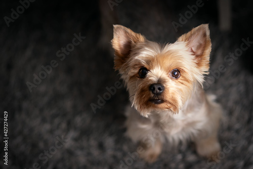 yorkshire terrier portrait © Arek