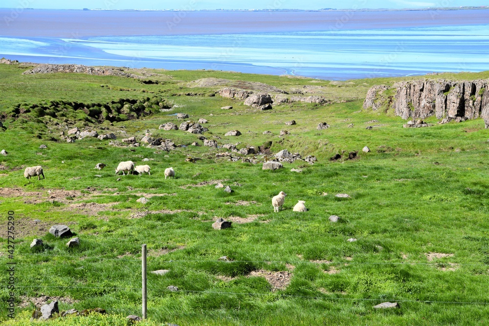 Obraz premium Malerische Küstenlandschaft mit Weideland und Schafen auf der Halbinsel Stokknes im Süden Islands mit Blick zum Meer bei Ebbe