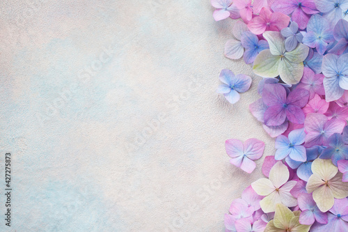 Decorative background with colored hydrangea flowers, space for text