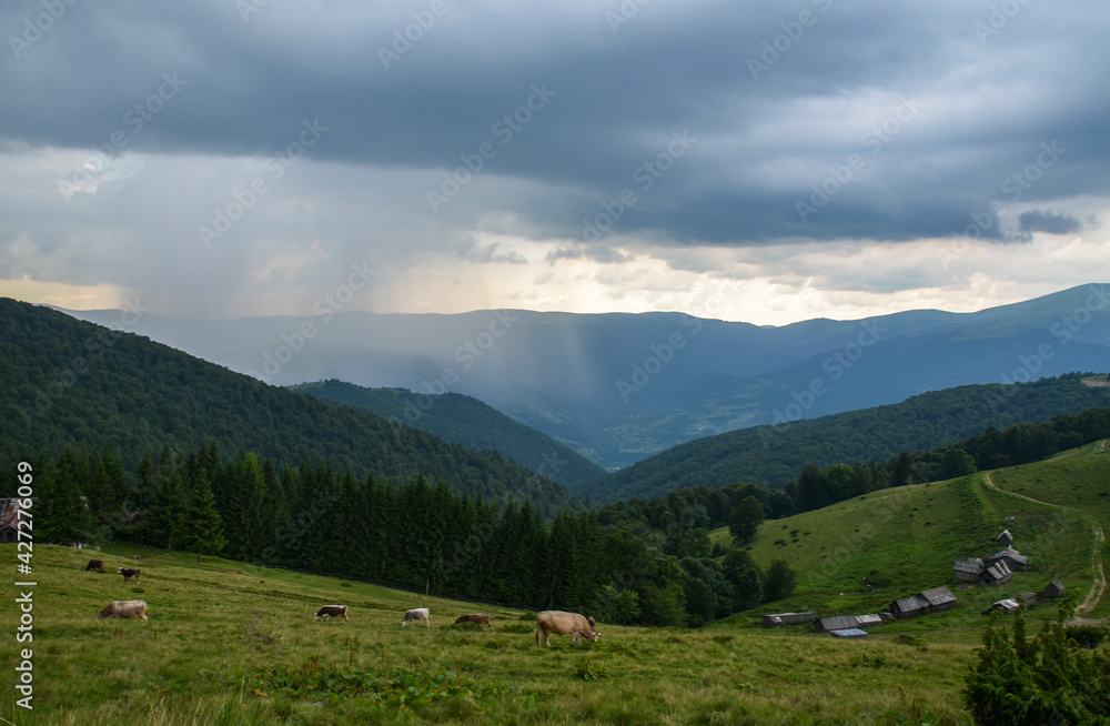 Carpathian rural area behind the village with cows grazing on the mountain meadow in Ukrainian Carpathian