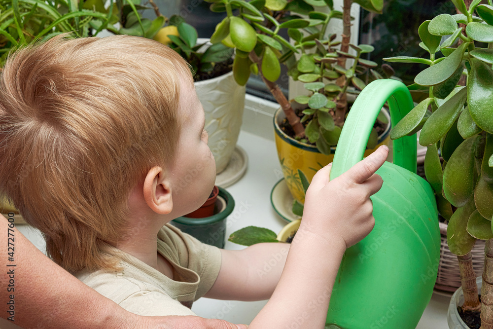 Obraz premium A child waters houseplants from green watering cans