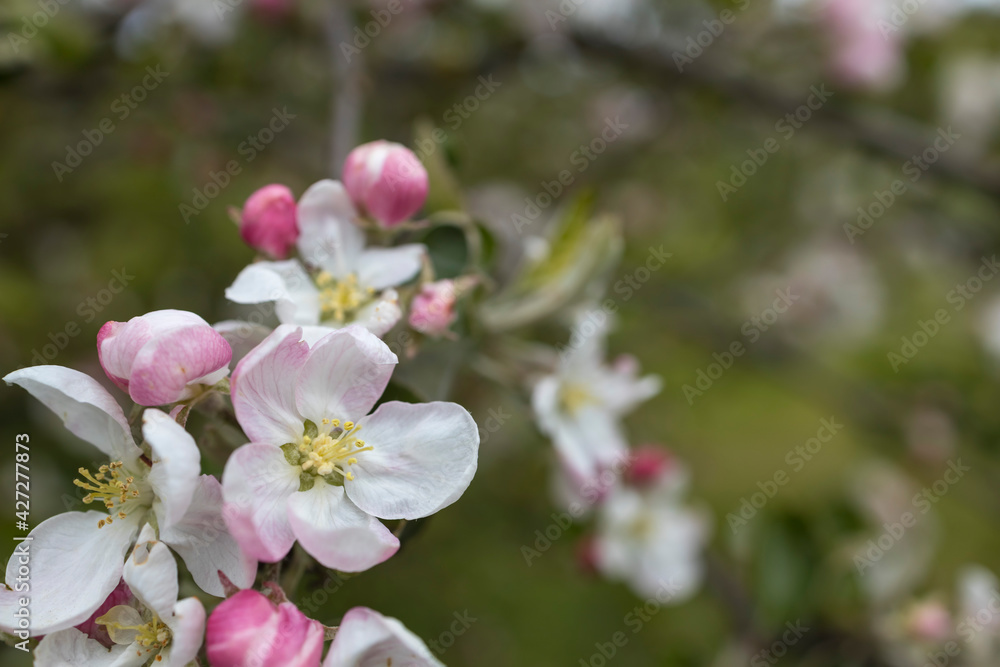 Apple tree blossoms with green leaves Spring flowers on green nature background. Apple tree blossoms with green leaves Spring flowers on green nature background.