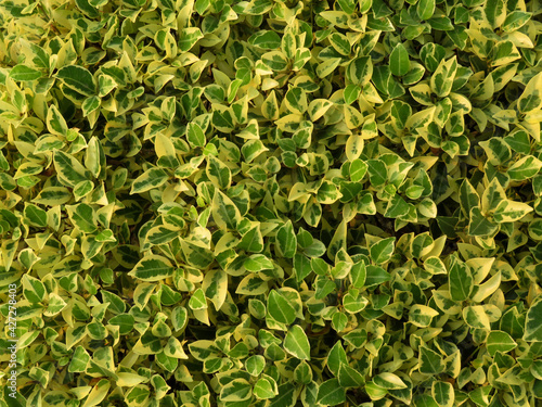 euonymus japonicus  yellow and green leaves background euonymus japonicus leaves.