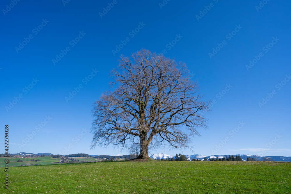huge old tree with snow covered Mount Hochgrat in background, in the Allgaeu Area, a part of the bavarian alps,Germany huge old tree with snow covered Mount Hochgrat in background, in the Allgaeu Area, a part of the bavarian alps,Germany