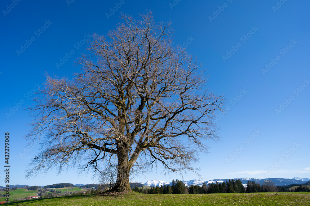 senior woman mountainbiking on a e-mountainbike in early spring below a huge old tree with snow covered Mount Hochgrat in background, in the Allgaeu Area, a part of the bavarian alps,Germany senior woman mountainbiking on a e-mountainbike in early spring below a huge old tree with snow covered Mount Hochgrat in background, in the Allgaeu Area, a part of the bavarian alps,Germany