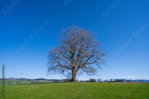huge old tree with snow covered Mount Hochgrat in background  in the Allgaeu Area  a part of the bavarian alps Germany