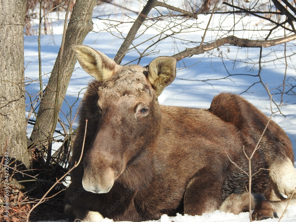 Fototapeta premium Moose close-up