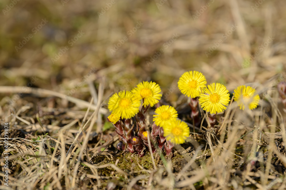 Coltsfoot or foalfoot medicinal wild herb. Farfara Tussilago plant growing in the field. Young flower used as medication ingredients. Meadow spring blooming grass. Group of beautiful yellow flowers. Coltsfoot or foalfoot medicinal wild herb. Farfara Tussilago plant growing in the field. Young flower used as medication ingredients. Meadow spring blooming grass. Group of beautiful yellow flowers.