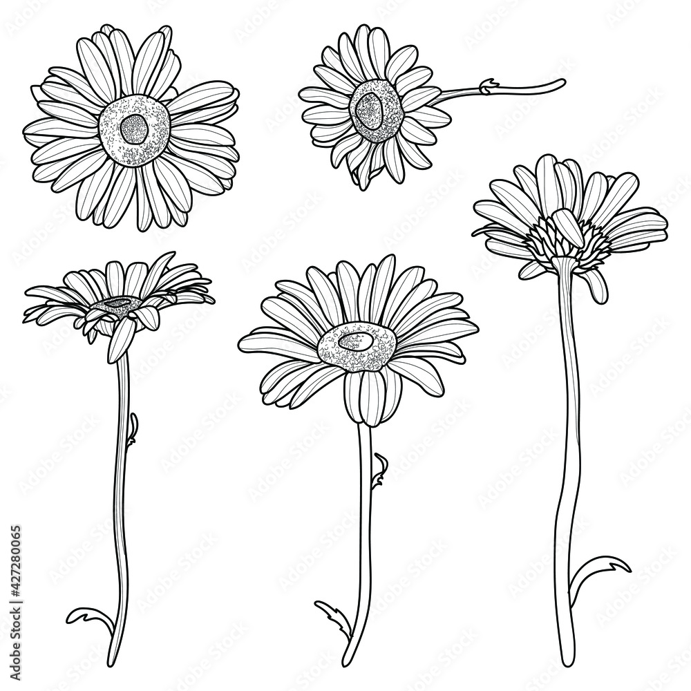 A set of daisy drawings. Different angles of the flower on the stem