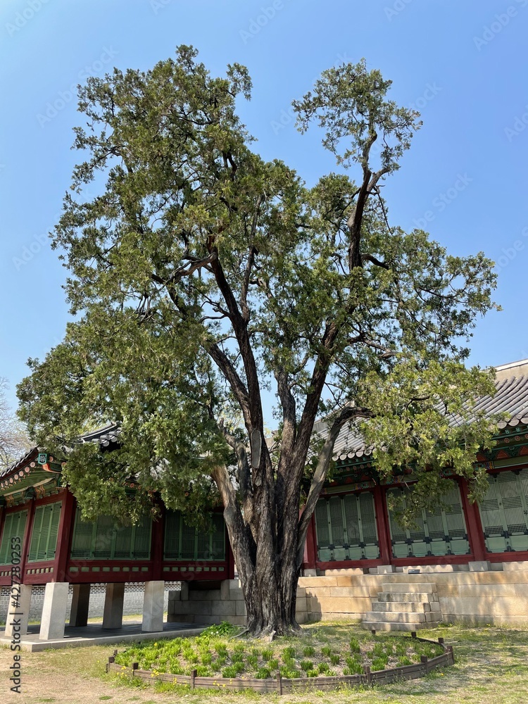 A big tree that decorates the hanok better