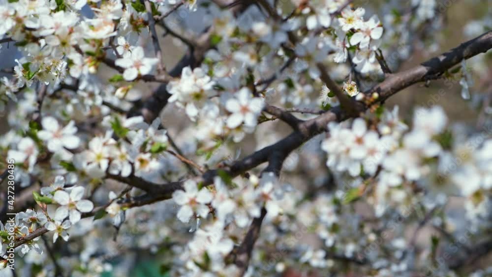 Blooming plum tree in spring. Blooming plum tree in spring.