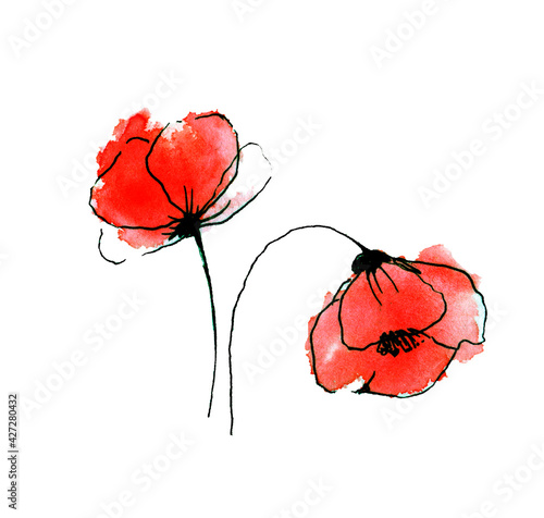 Two poppies of contours and stains watercolor sketch photo