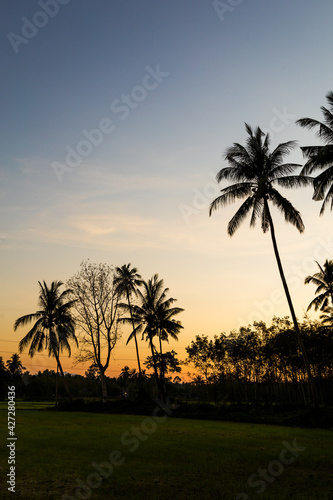 Silhouette Palm Trees Against Clear Sky