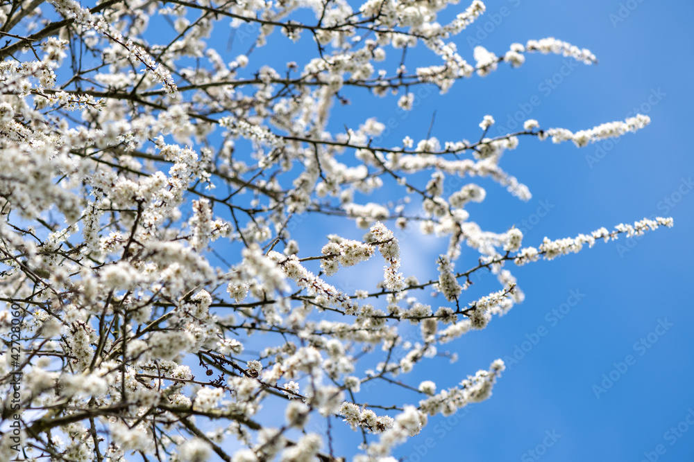 Close Up of Blackthorn Blossom in Spring Close Up of Blackthorn Blossom in Spring