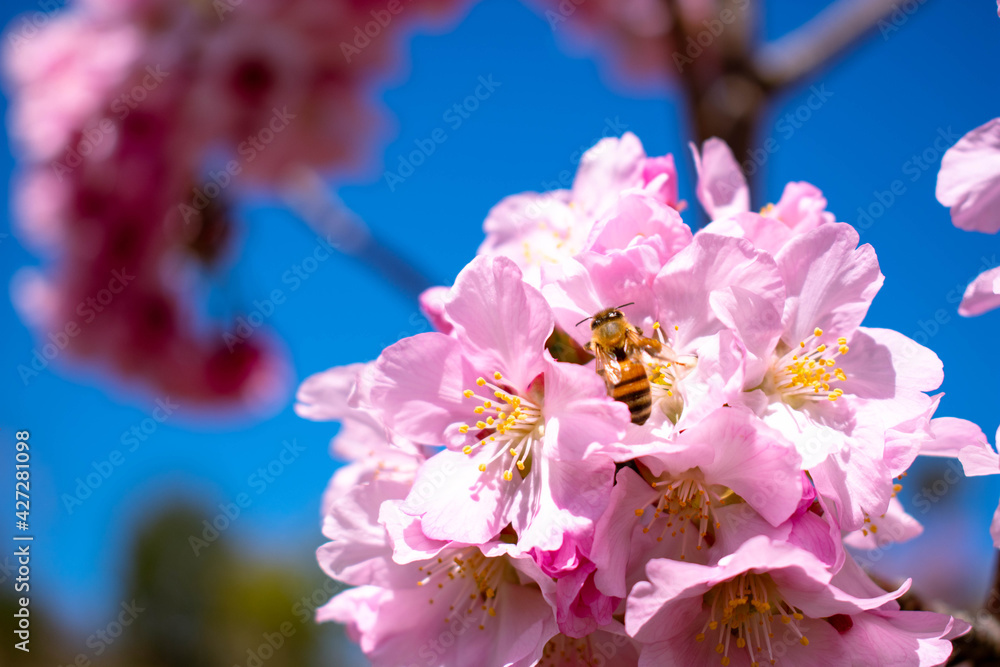 Fototapeta premium Bees on Cherry Blossoms