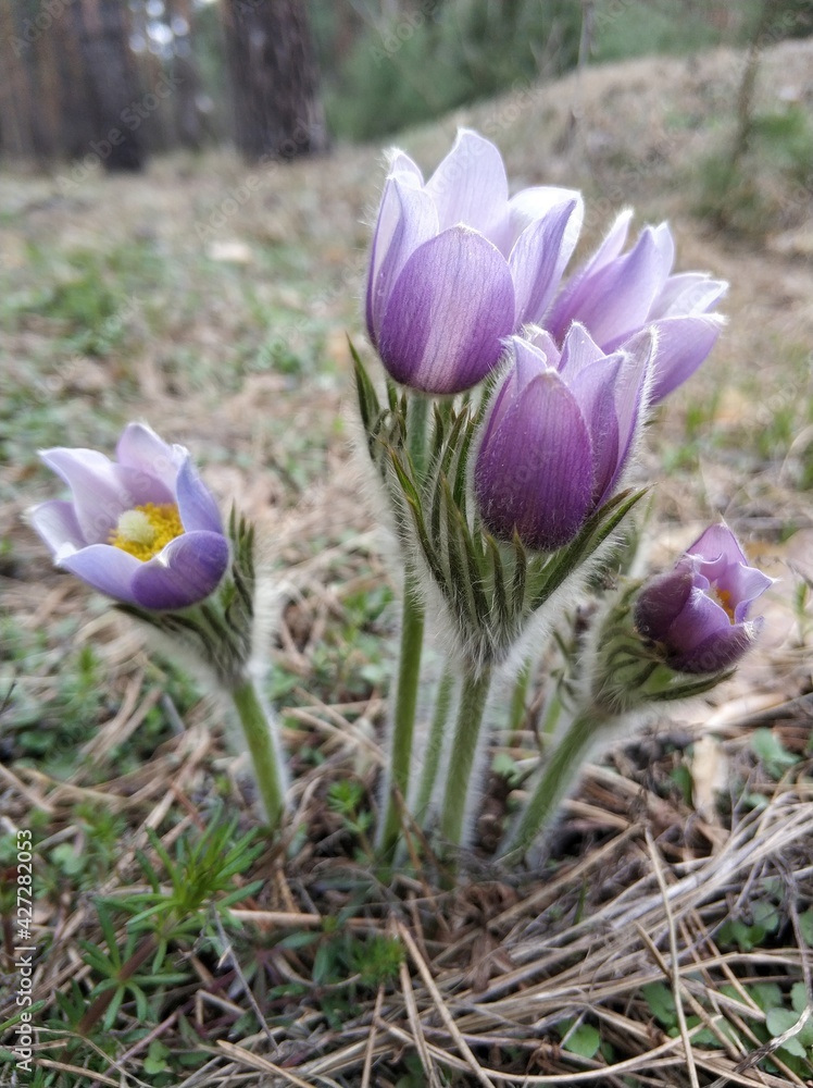 Spring flowers pulsatilla vernalis on a natural background, detailed macro view. Spring flowers pulsatilla vernalis on a natural background, detailed macro view.