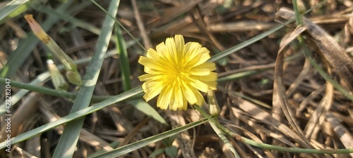 False Dandelion Yellow Blossoming Flowers in the grassland photo