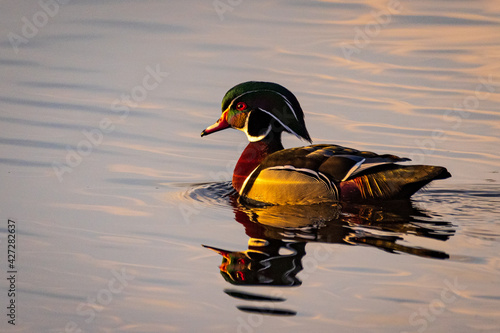 Canvas Print Quebec's most beautiful duck the wood duck