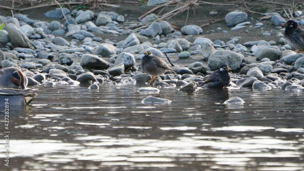 View Of A Green-winged Teal Swimming And White-cheeked Starling Birds By The Futakotamagawa River In Tokyo, Japan - static shot View Of A Green-winged Teal Swimming And White-cheeked Starling Birds By The Futakotamagawa River In Tokyo, Japan - static shot