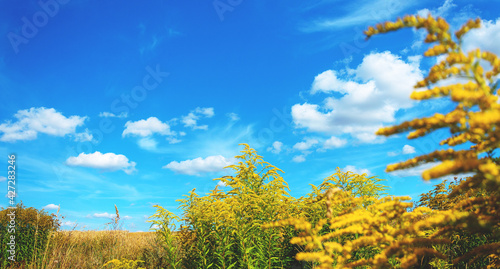 Sunny summer scene with yellow blooming flowers of goldenrod on a background of blue sky with beautiful white clouds.